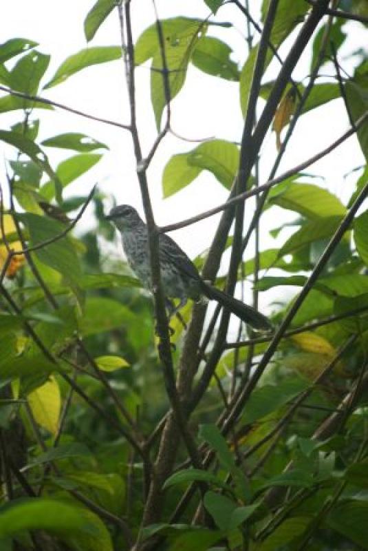 ...often skulky Bahama Mockingbirds...