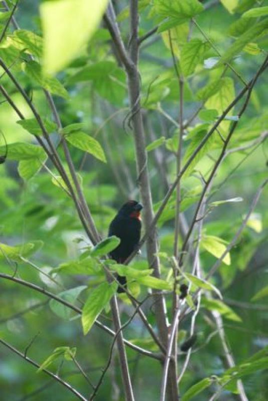 ...the subtile Greater Antillean Bullfinch...