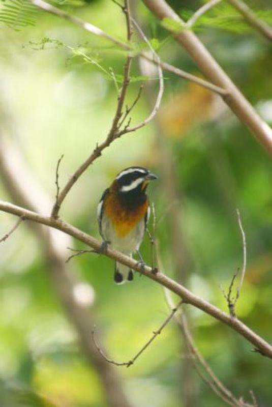 ...and the ornate Bahama race of Western Spindalis.