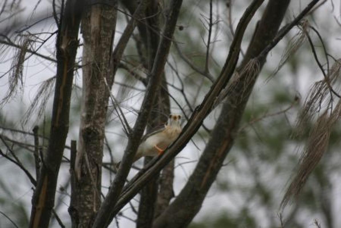 We will also admire some local races of widespread birds such as the ghostly pale Bahaman American Kestrels...