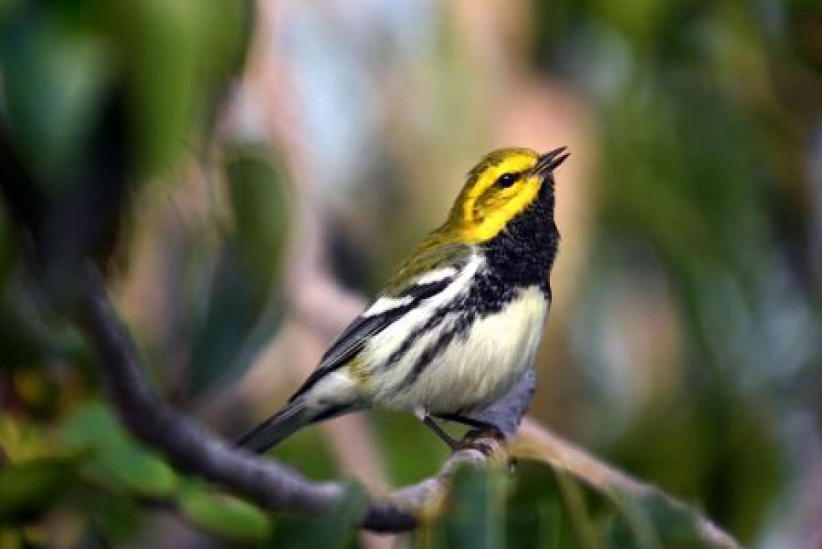 ...and a wealth of North American migrants such as this Black-throated Green Warbler,...