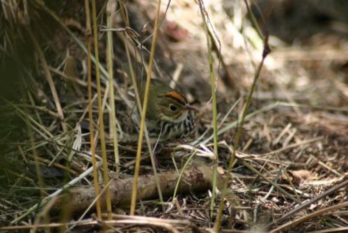 ...or species already on their wintering grounds such as this Ovenbird.