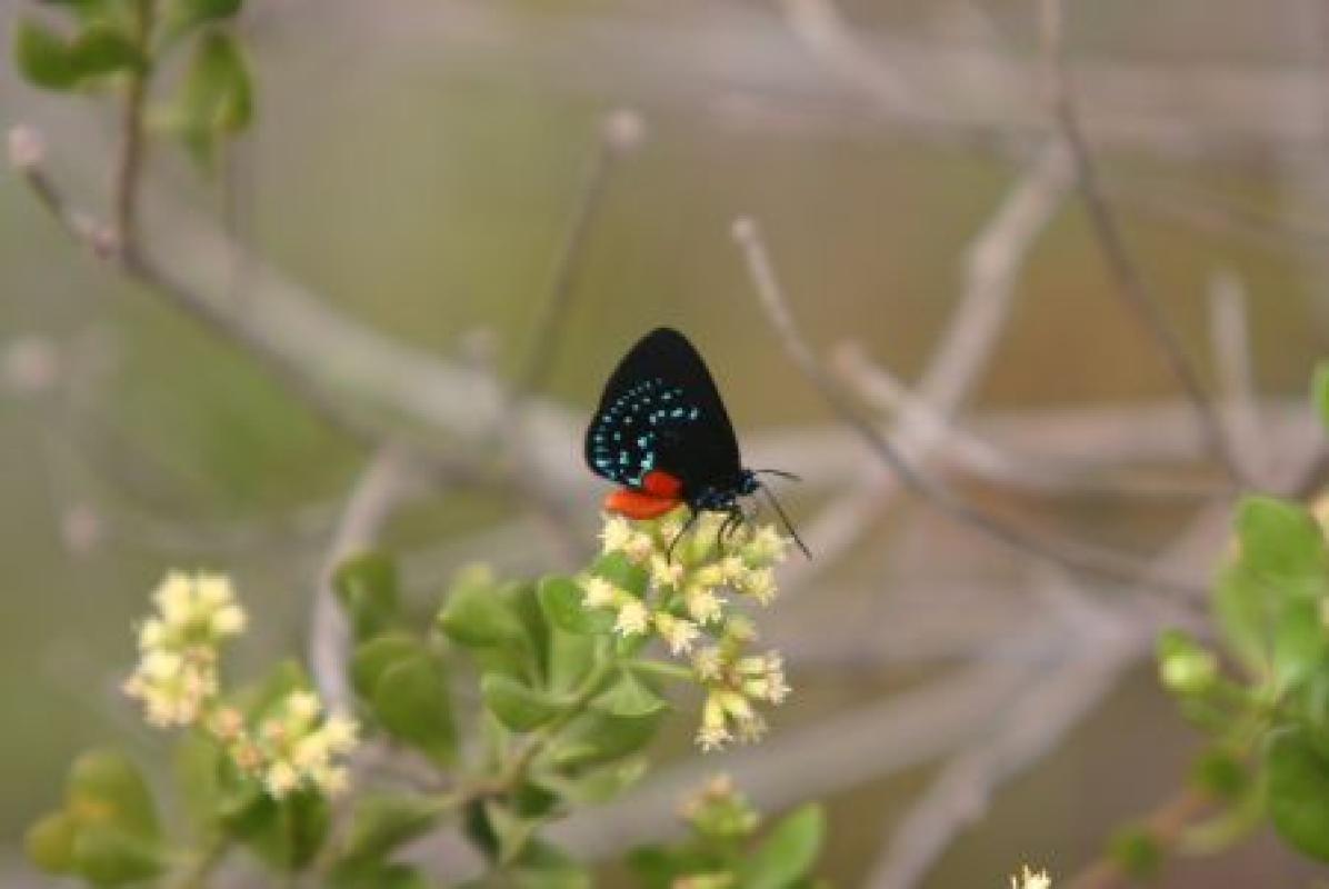 Along the way we'll undoubtedly come across a few non-avian gems such as this splendid Atala. 