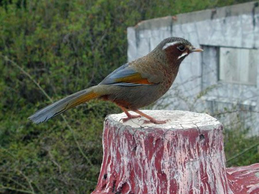 The magnificent mountains of Central Taiwan hold the inquisitive, endemic White-whiskered Laughingthrush.