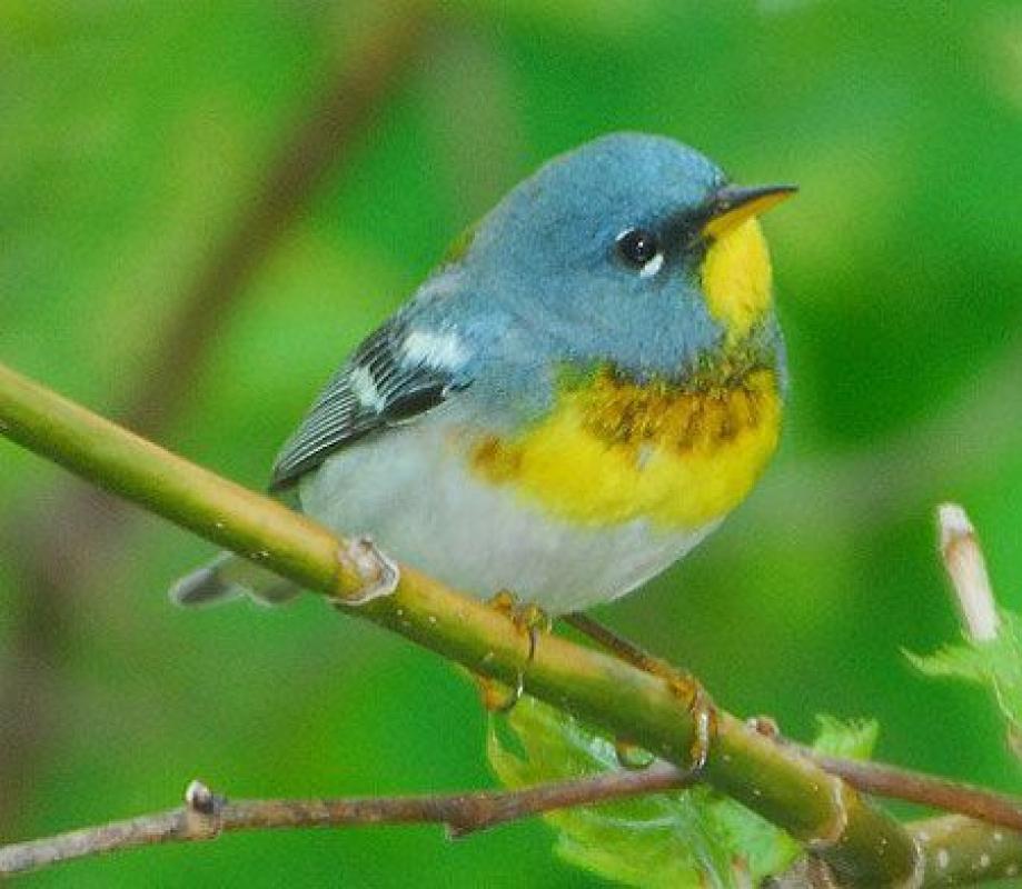 The smallest eastern wood warbler, the breathtaking Northern Parula nests in Spanish moss in southern forests...