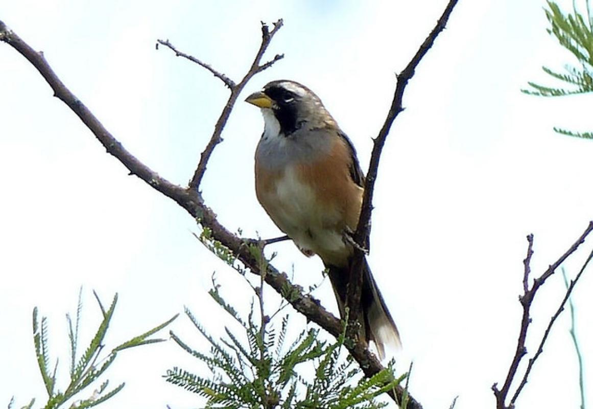 The lovely and well-named Many-colored Chaco Finch is actually an aberrant saltator. 