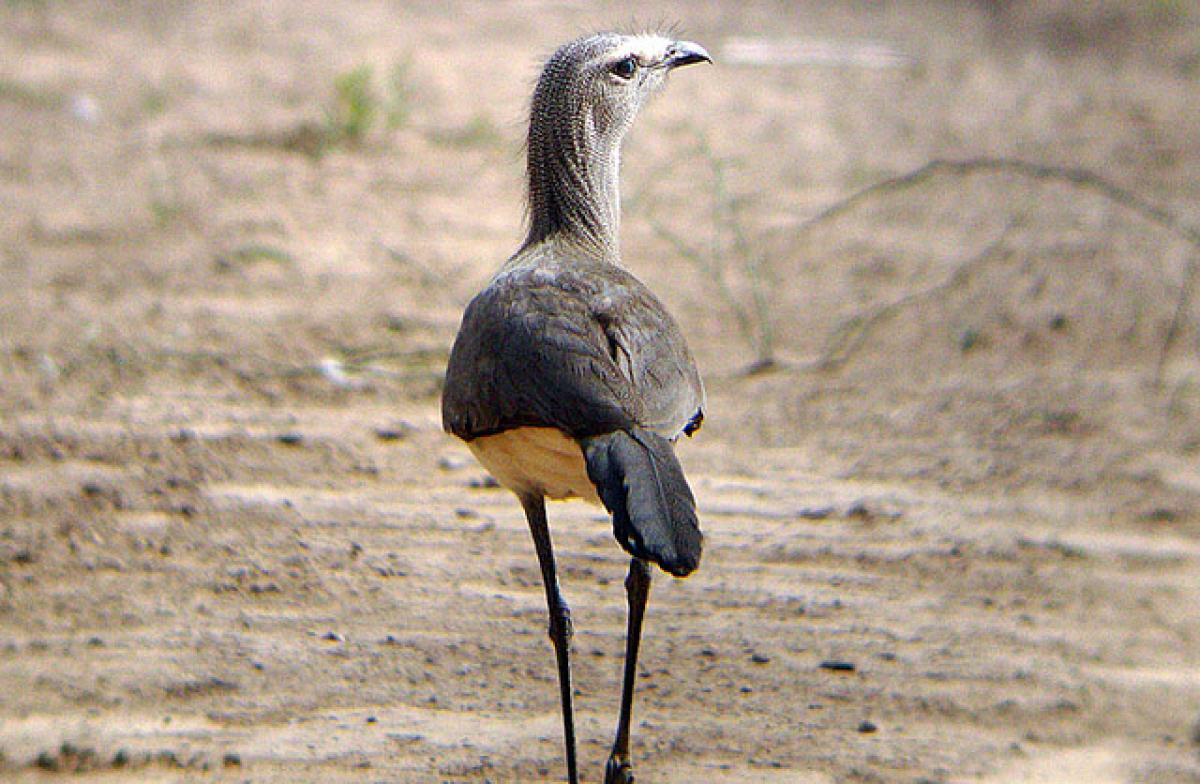 Found only in Paraguay, Argentina, and most easily in this region of Bolivia is the Black-legged Seriema, one of only two members of the family and order.