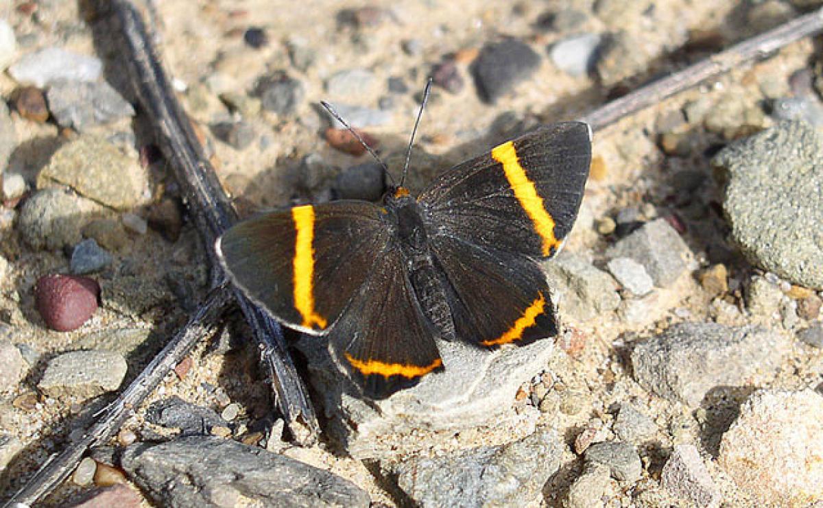 We’ll be here towards the end of the dry season, but if it’s been a mild winter and not too dry there could some butterfly activity, here a Chaco Banded Metalmark. 