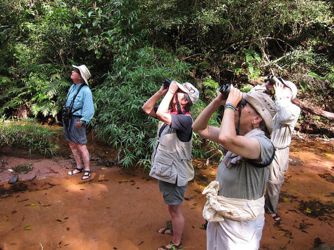 This is the only place where we’ll be birding in moist Andean foothill forest, low enough that we even see several species of a more Amazonian flavor.