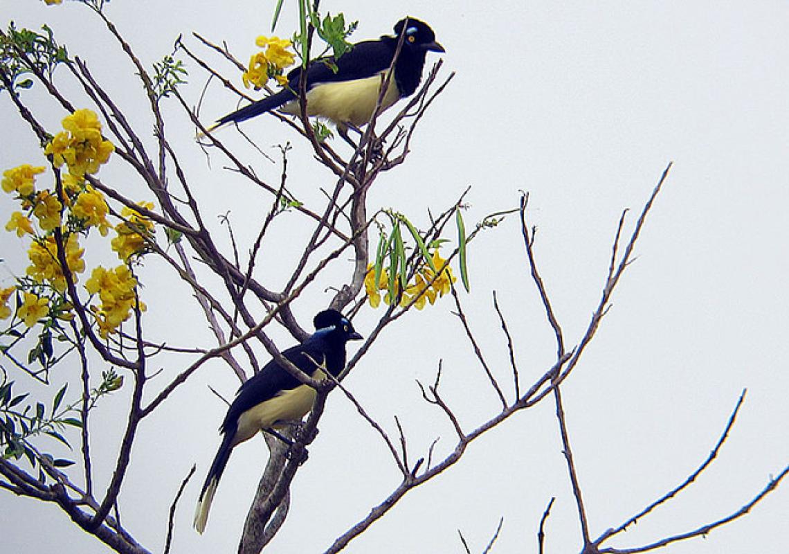 We have a good chance of seeing the curious and beautiful Plush-crested Jay here. 