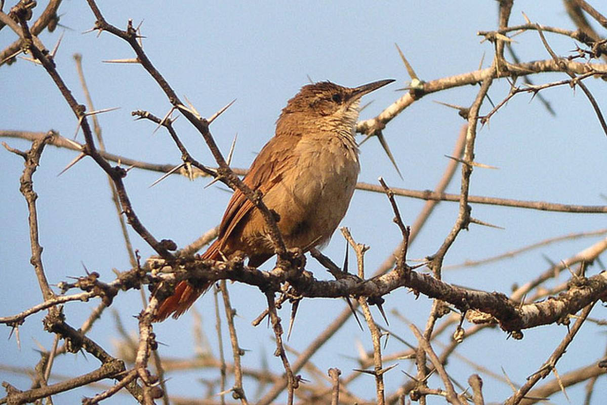 The Bolivian Earthcreeper will be found in the more densely vegetated draws. 