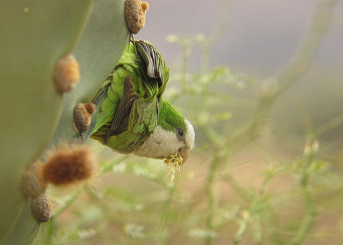 The subspecies of Monk Parakeet here is quite distinctive vocally and visually, and they build their stick nests within cliff crevices (hence the name, Cliff Parakeet). 