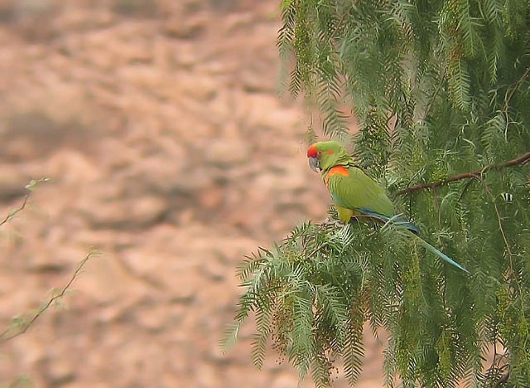 One of the most sought-after species in this region is the endemic Red-fronted Macaw, one of the rarest macaws in the world. 