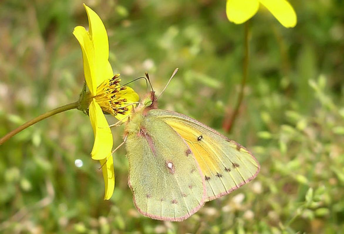 024 Colias flaveola, Yellowish Sulphur