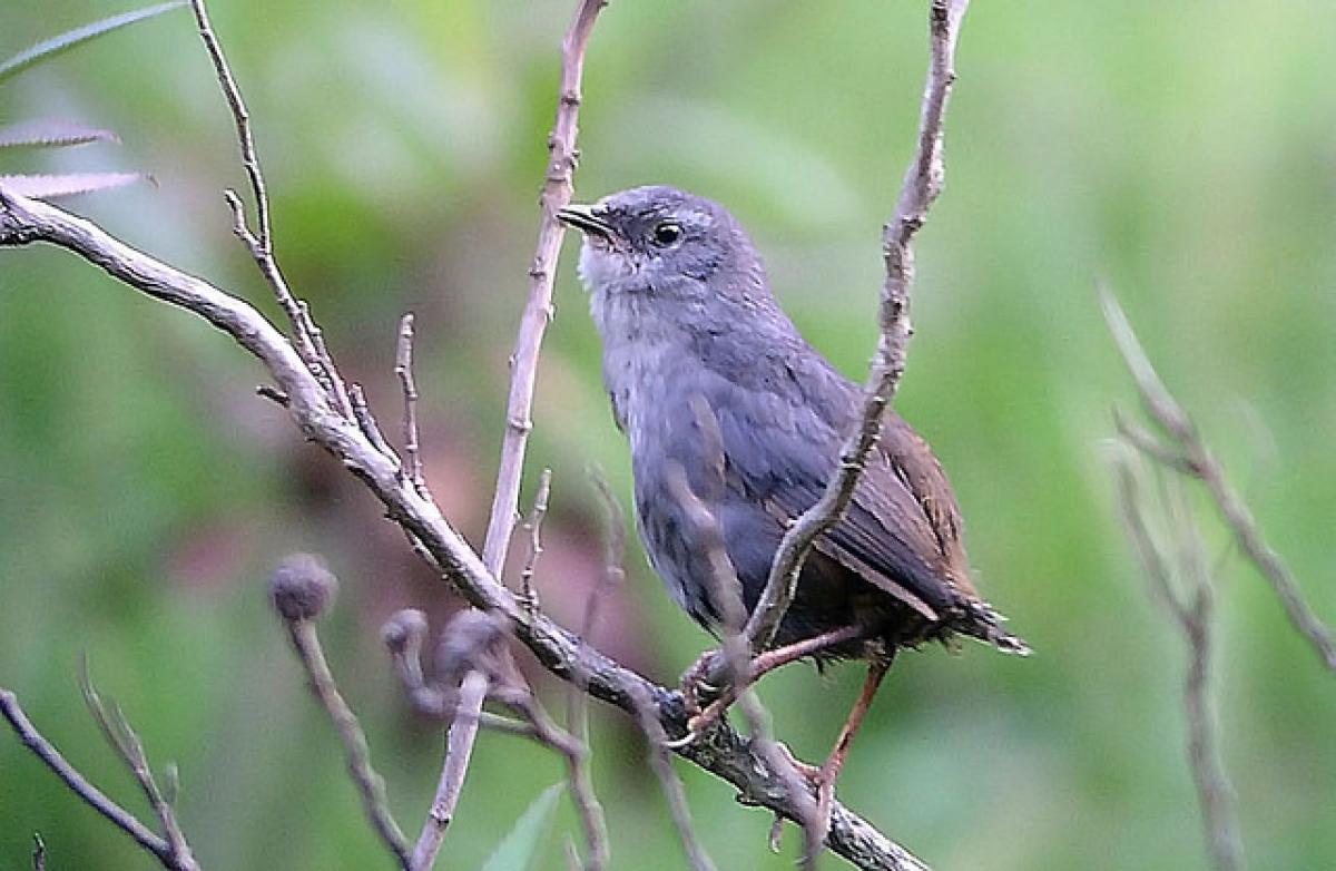 …or the less colorful Puna Tapaculo, one of the rare members of the genus that might actually come out in the open. 