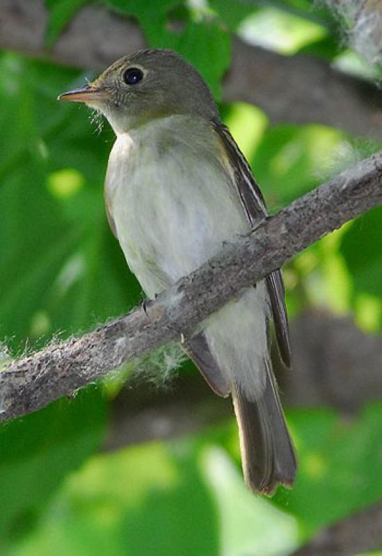 The old battlefields still host many of the same birds that sang there 150 years ago. Acadian Flycatcher is a characteristic <em>Empidonax</em> of Appalachian forests.