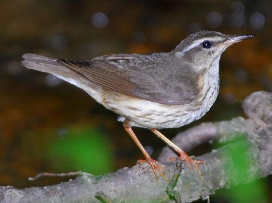 ...while its bright-footed relative, Louisiana Waterthrush, prefers dark ravines.