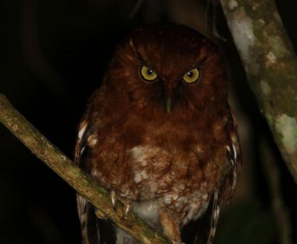 ...and the still formally undescribed S.M. Screech-owl...