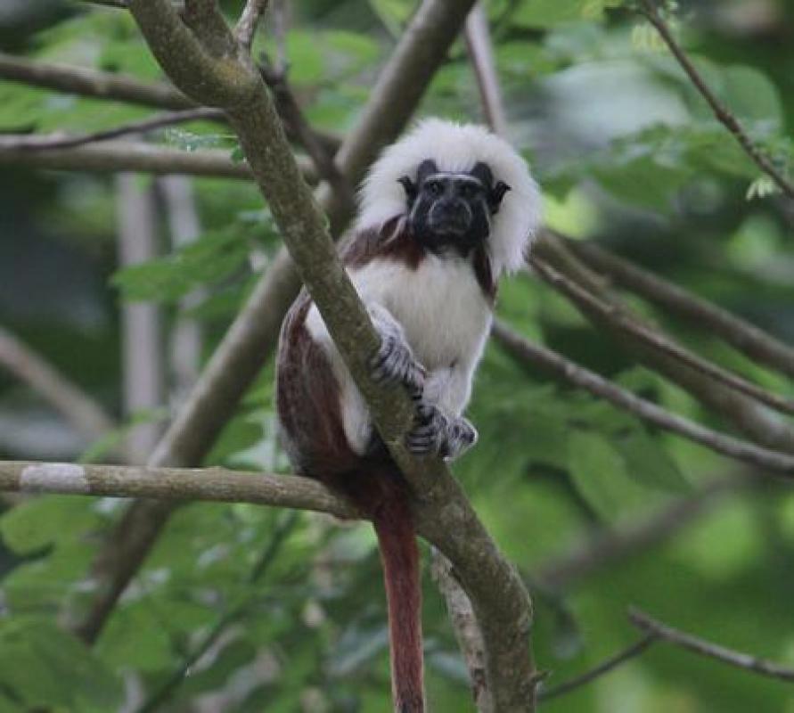 ...superb mammals such as the fancy Cotton-top Tamarin...