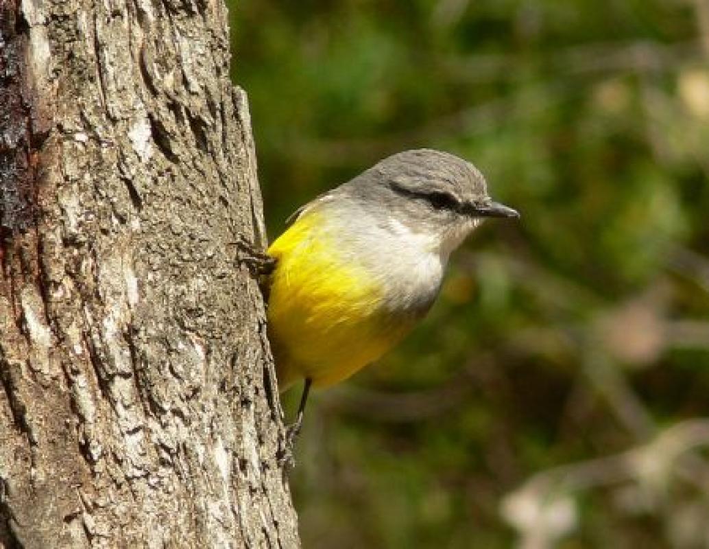 ...inquisitive Western Yellow Robins...