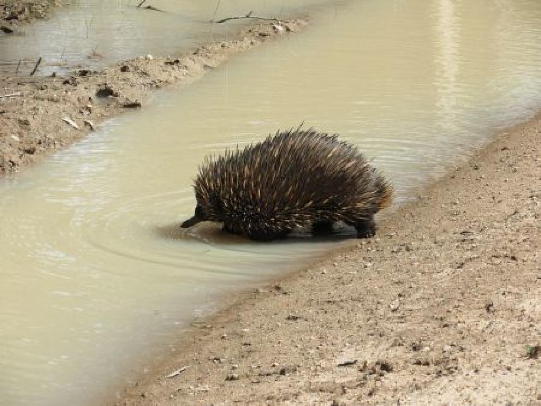 ...or perhaps a roadside Echidna...