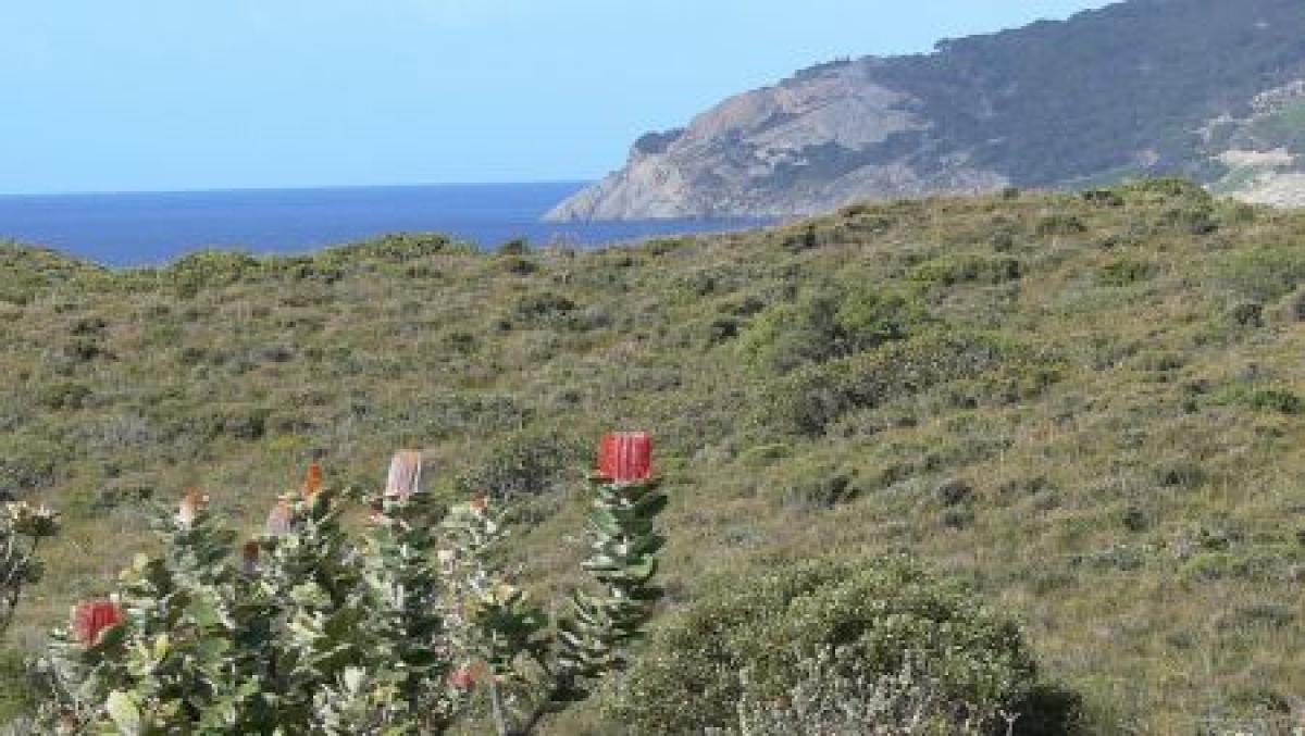 At the coastal heathland around Cheynes Beach...