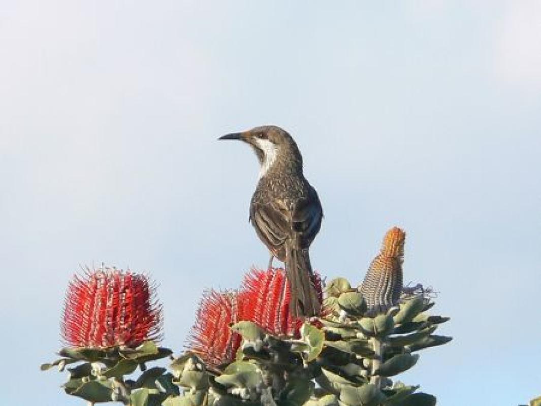 ...honeyeaters like Western Wattlebird and...