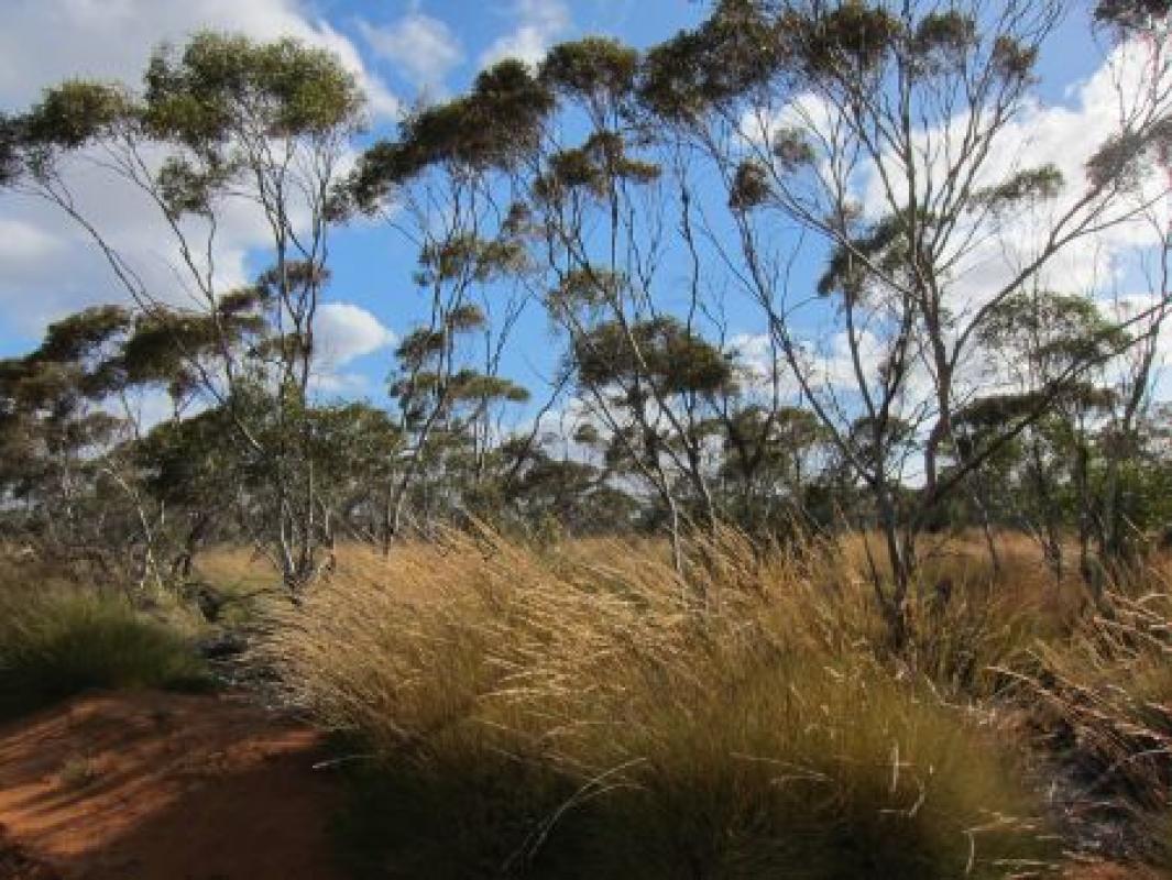 On one day we'll turn inland, for the beautiful Mallee parkland...