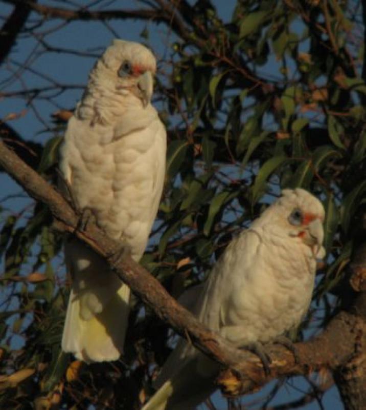 ...Western Corellas...