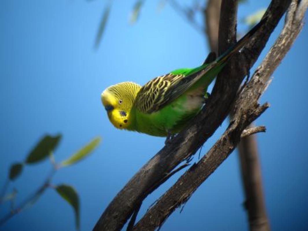 ...attract flocks of Budgerigars,...