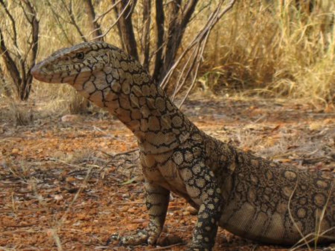 ...to the huge Perentie....