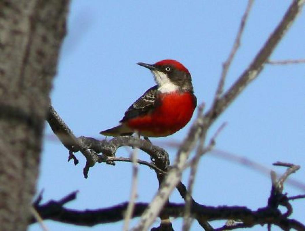 ...and some years beautiful (and nomadic) Crimson Chats abound.