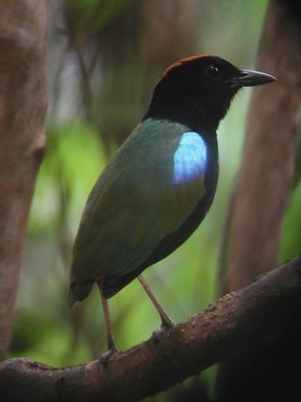 Our next base for the tour is in the tropical North, where Rainbow Pittas bounce along the forest floor...