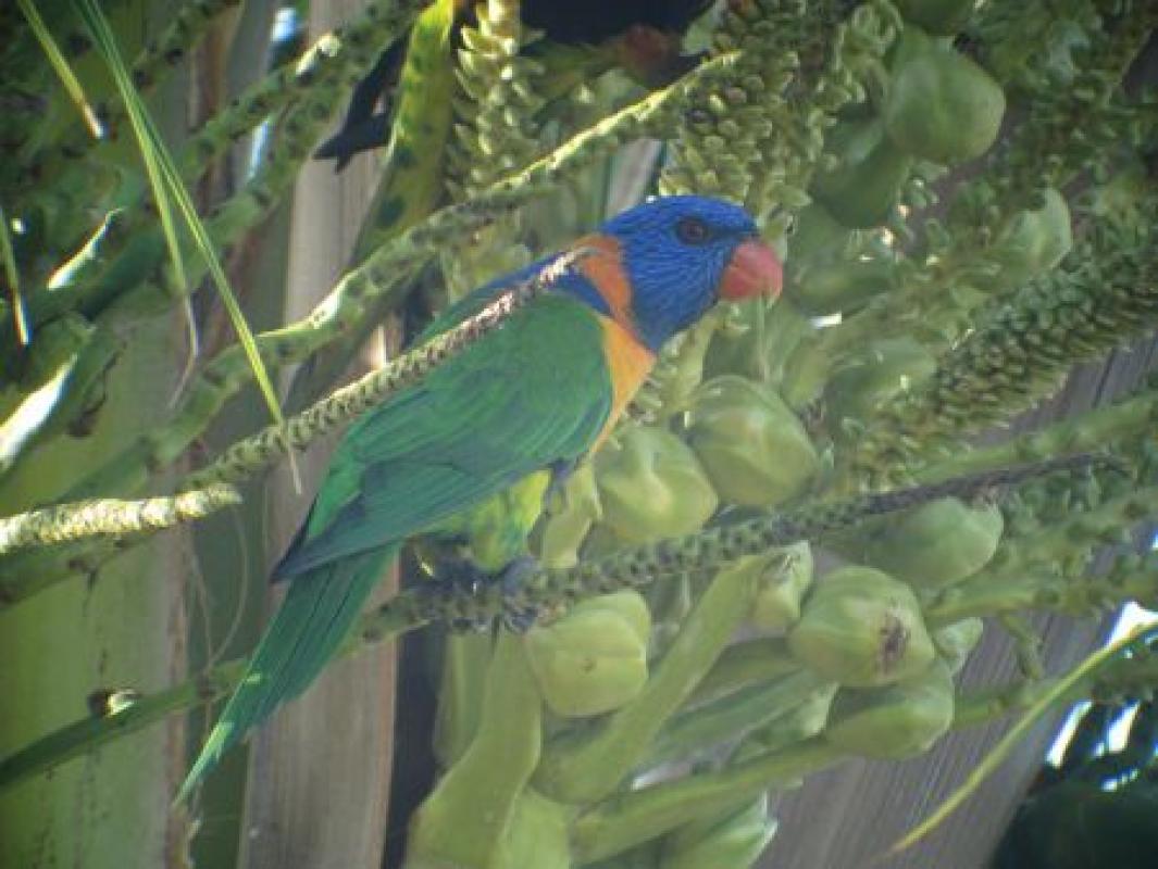 ...Red-collared Lorikeets feed in the palms,...