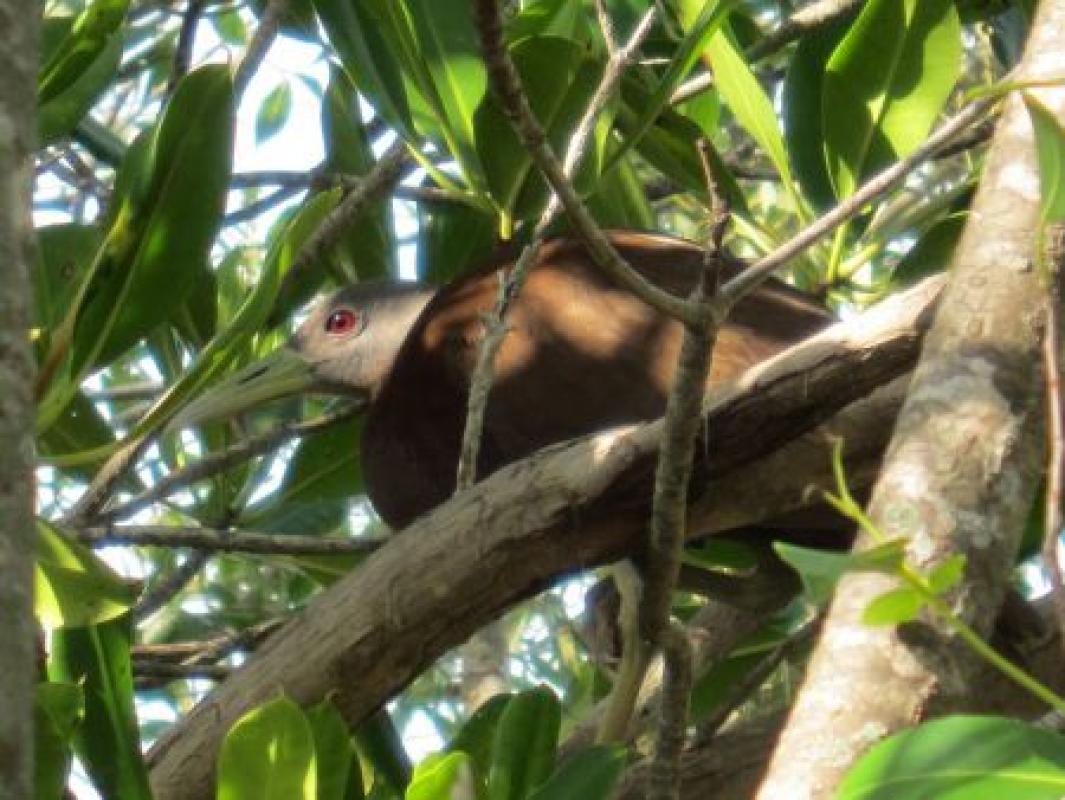 ...and with some luck Chestnut Rails lurk in the mangroves.                           