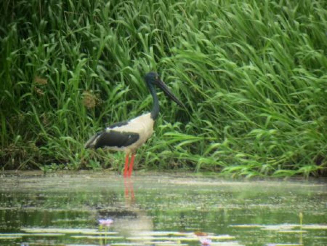 Or last base for the trip will be Kununnura, where wetlands support Black-necked Storks...