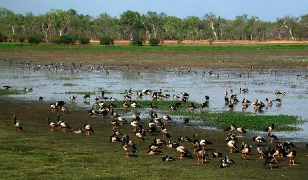 ...vast numbers of Magpie Geese...