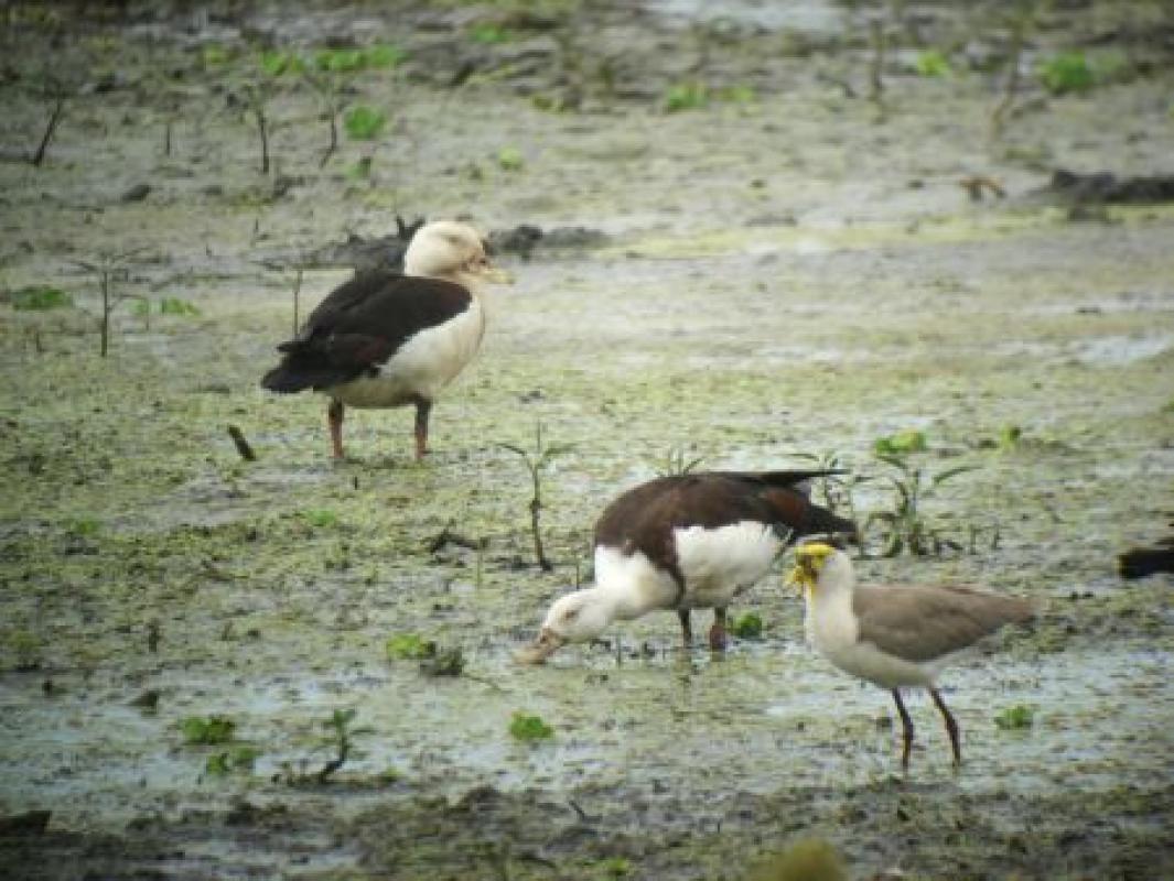 ...Radjah Shelducks...