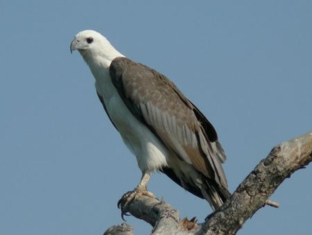 ...majestic White-bellied Sea-Eagles...