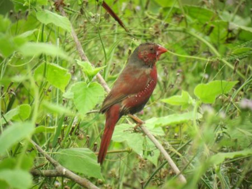 Fiches abound here, and we'll close the tour out seeking up to 11 species (here a Painted Finch) before heading back to Darwin.