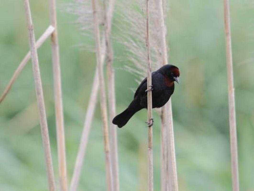 …where the reeds harbor Chestnut-capped Blackbirds...