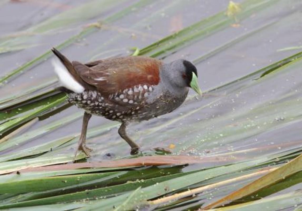 ...creeping Spot-flanked Gallinules...