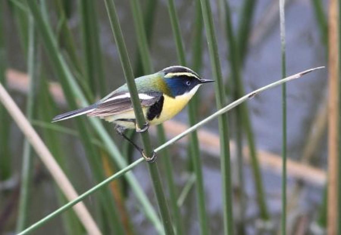 ...and Many-colored Rush Tyrant, the jewel of any marsh...