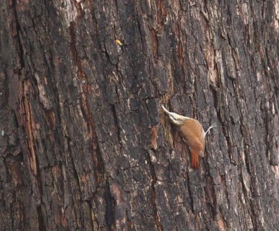 ...and trees surrounding the wetlands could harbor Narrow-billed Woodcreeper.