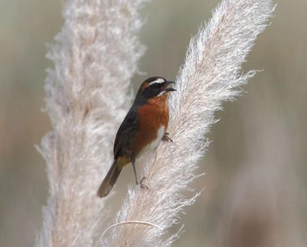 On our first few days we'll search the grasslands outside Buenos Aires for birds such as Black-and-rufous Warbling Finch...