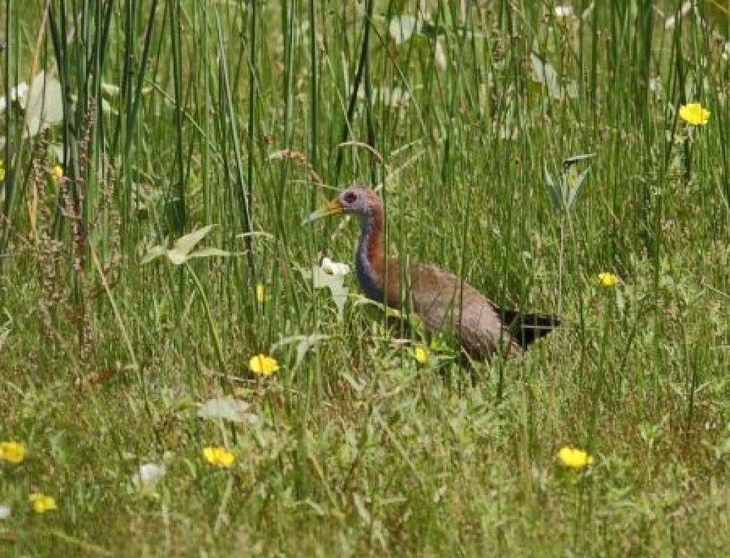 ...Giant Wood Rail...