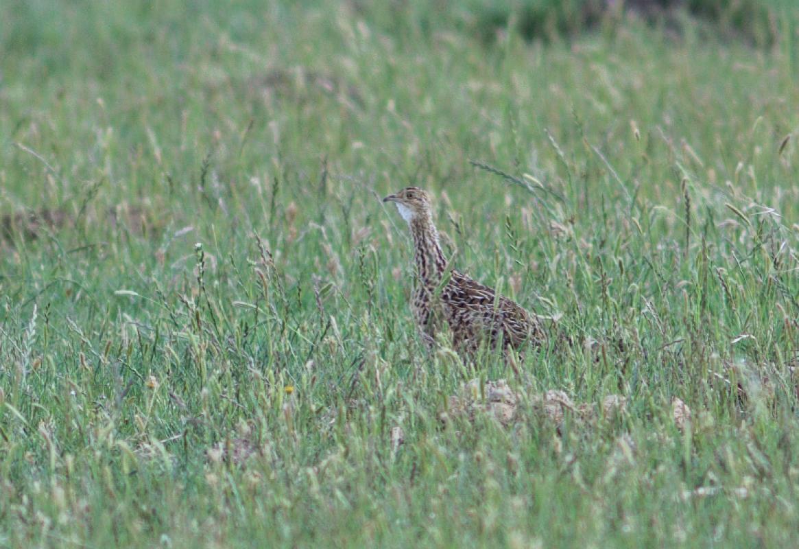 …and spend time searching the nearby grasslands for Spotted Nothuras.