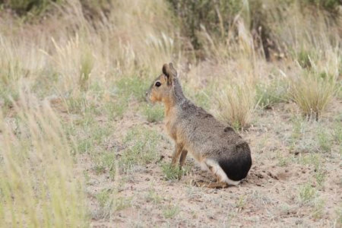 ...a land with unique mammals like this Mara, a relative of the guinea pig...