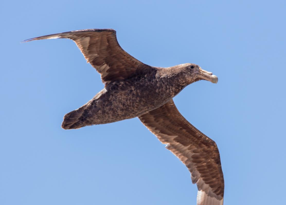 Southern Giant Petrels pass by closely along the cliffs...
