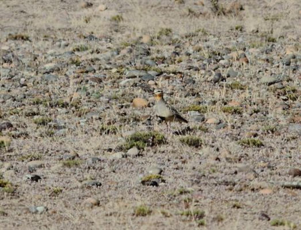 ...but Tawny-throated Dotterel is much less common and blends perfectly with the rocky landscape.